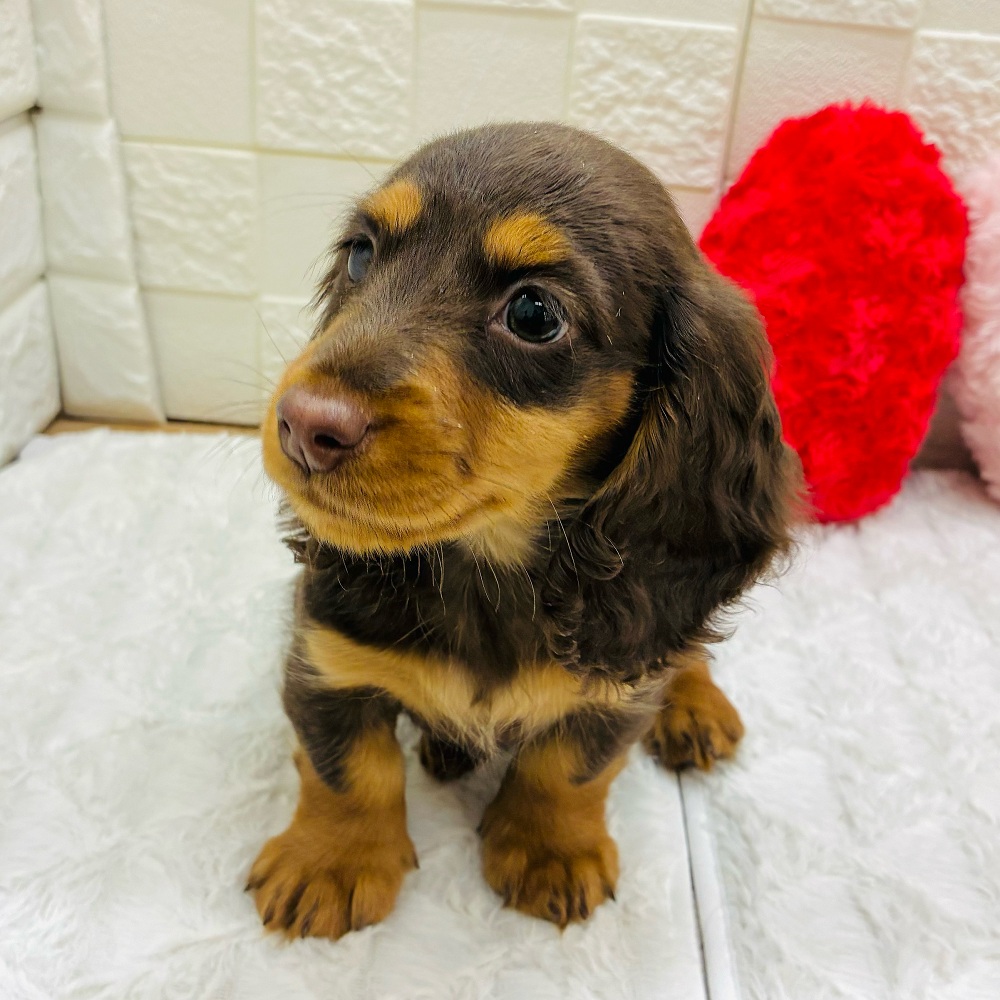 愛知県のミニチュアダックスフンド(ロング) (犬の家＆猫の里アミーゴ神の倉店/2025年12月31日生まれ/男の子/チョコレートタン)の子犬の4枚目の画像