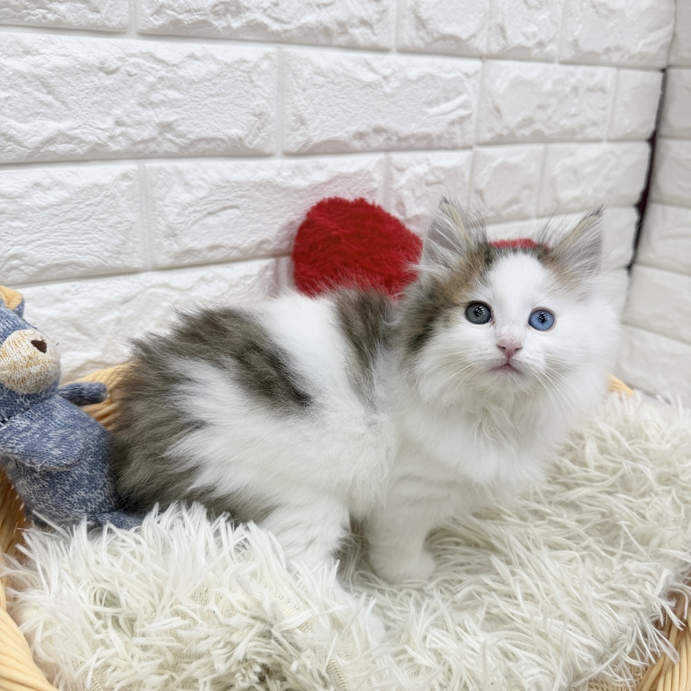 愛知県のノルウェージャンフォレストキャット (犬の家＆猫の里MEGAドン・キホーテ東海名和店/2026年1月2日生まれ/男の子/ブラウンタビーホワイト)の子猫の4枚目の画像