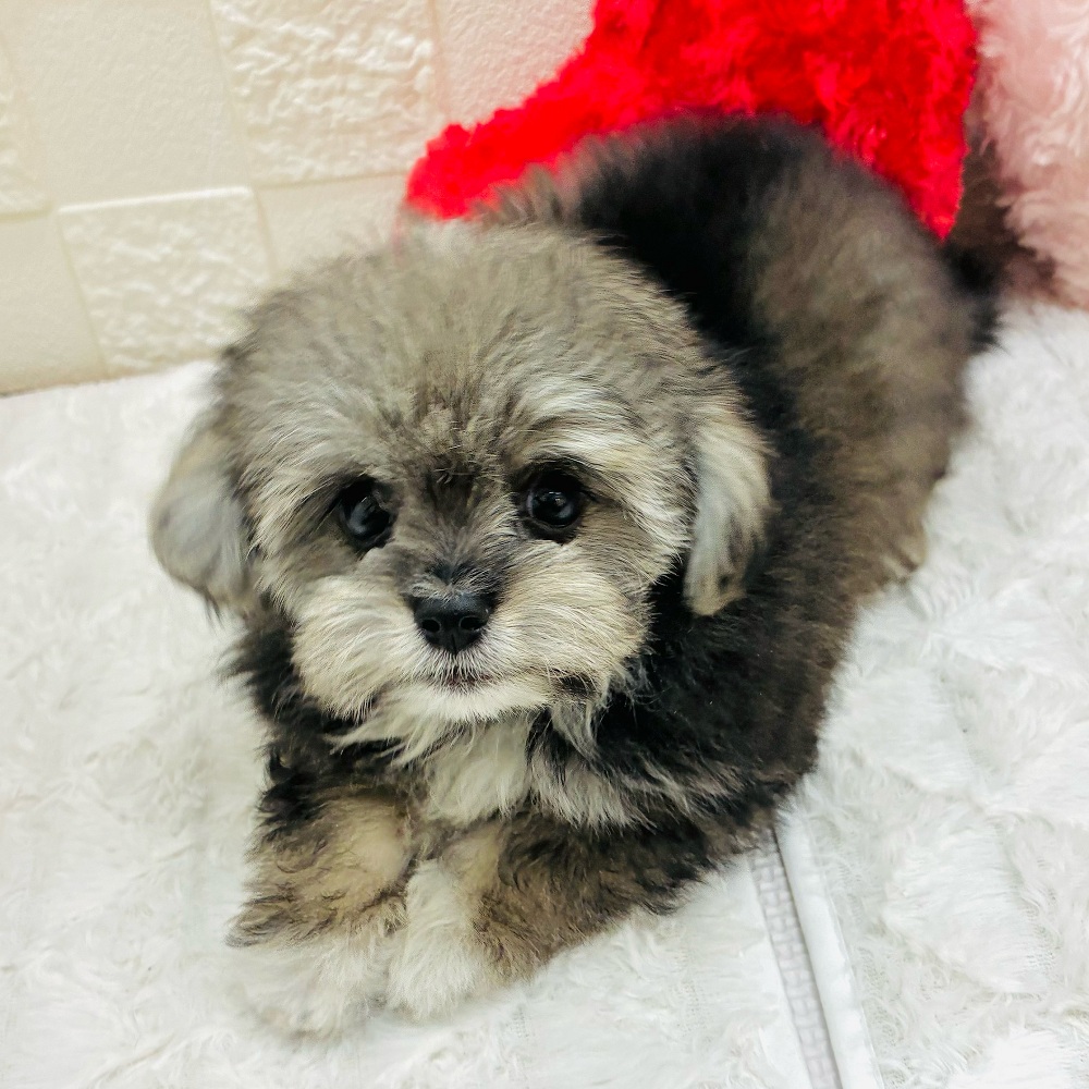 愛知県のチワプー/プーチー(チワワ×プードル) (犬の家＆猫の里アミーゴ神の倉店/2026年1月5日生まれ/男の子/クリームセーブル)の子犬の4枚目の画像