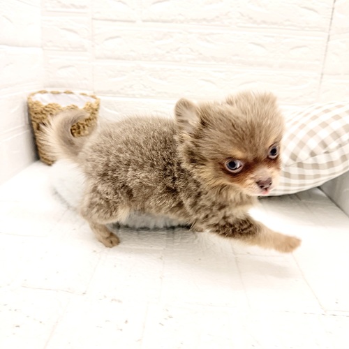 愛知県のポメチワ/チワポメ/ポメチー(ポメラニアン×チワワ) (犬の家＆猫の里豊川インター店/2026年1月7日生まれ/男の子/イザベラタン)の子犬の4枚目の画像