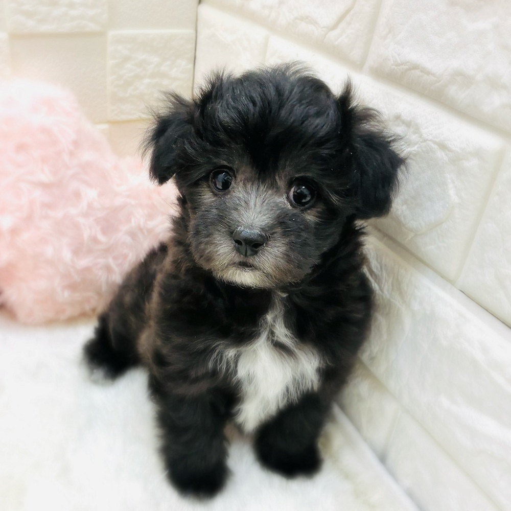 愛知県のマルプー(マルチーズ×プードル) (犬の家＆猫の里アミーゴ神の倉店/2026年1月12日生まれ/女の子/シルバー)の子犬の4枚目の画像