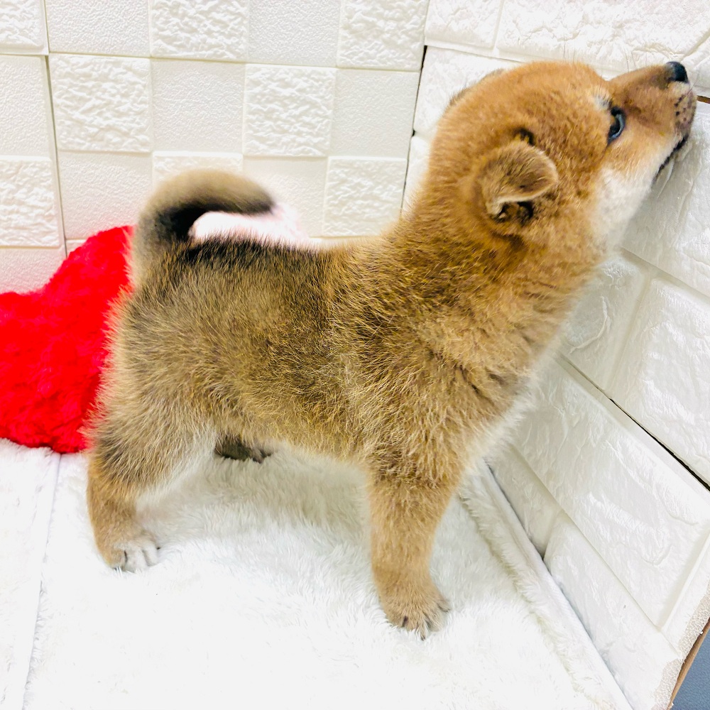 愛知県の柴犬(標準サイズ) (犬の家＆猫の里アミーゴ神の倉店/2026年1月14日生まれ/男の子/赤)の子犬の4枚目の画像