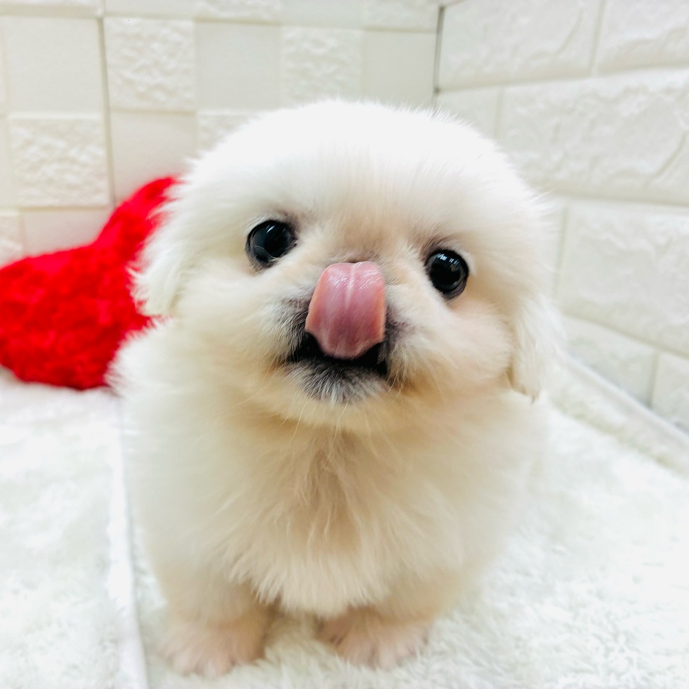 愛知県のペキニーズ (犬の家＆猫の里アミーゴ神の倉店/2026年1月14日生まれ/男の子/ホワイト)の子犬の4枚目の画像
