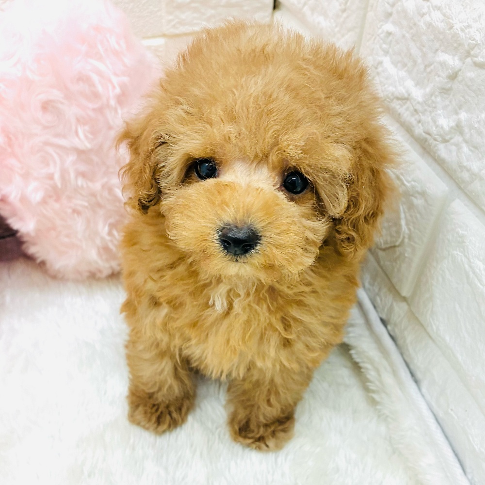 愛知県のトイプードル(タイニー) (犬の家＆猫の里アミーゴ神の倉店/2026年1月7日生まれ/女の子/オレンジフォーン)の子犬の4枚目の画像