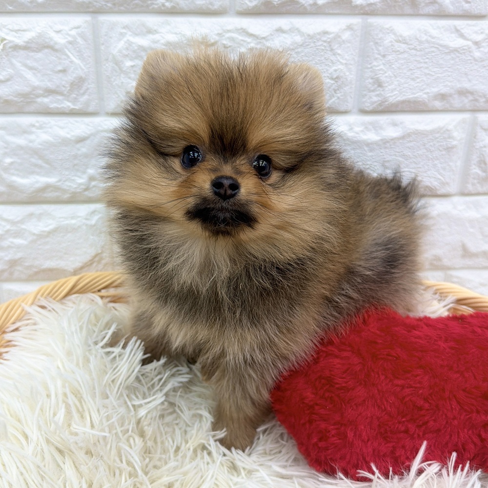 愛知県のポメラニアン (犬の家＆猫の里MEGAドン・キホーテ東海名和店/2026年1月12日生まれ/男の子/オレンジセーブル)の子犬の4枚目の画像