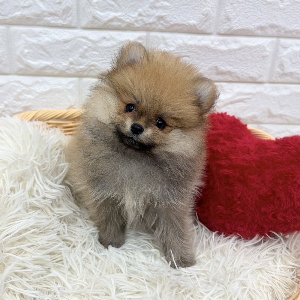 愛知県のポメラニアン (犬の家＆猫の里MEGAドン・キホーテ東海名和店/2026年1月22日生まれ/女の子/オレンジ)の子犬の4枚目の画像