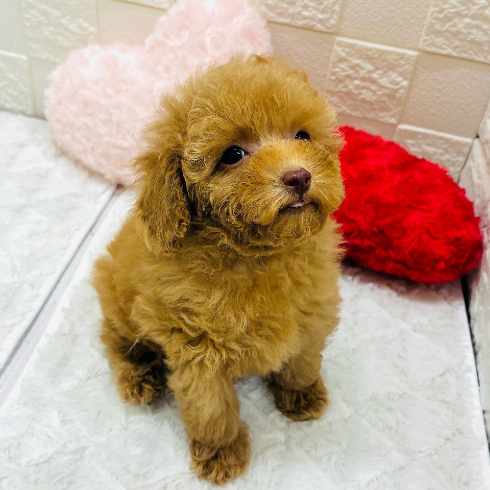 愛知県のトイプードル(トイ) (犬の家＆猫の里アミーゴ神の倉店/2026年2月1日生まれ/男の子/オレンジフォーン)の子犬の4枚目の画像