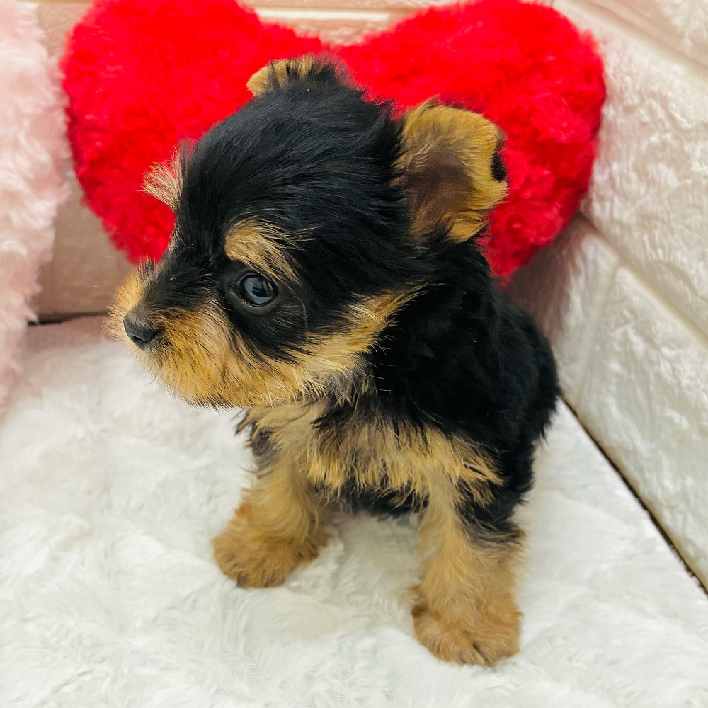 愛知県のヨークシャーテリア (犬の家＆猫の里アミーゴ神の倉店/2026年1月31日生まれ/女の子/スチールブルータン)の子犬の4枚目の画像