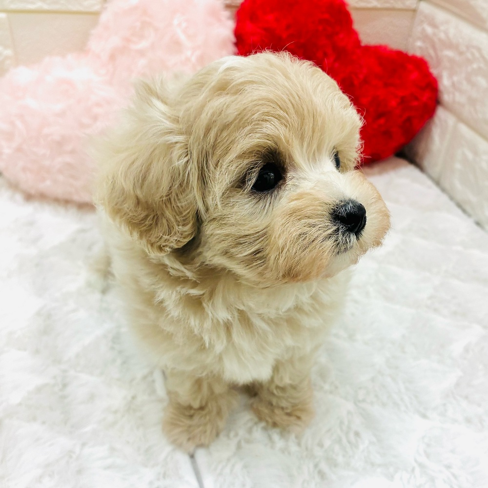 愛知県のマルプー(マルチーズ×プードル) (犬の家＆猫の里アミーゴ神の倉店/2026年2月3日生まれ/女の子/クリーム)の子犬の4枚目の画像