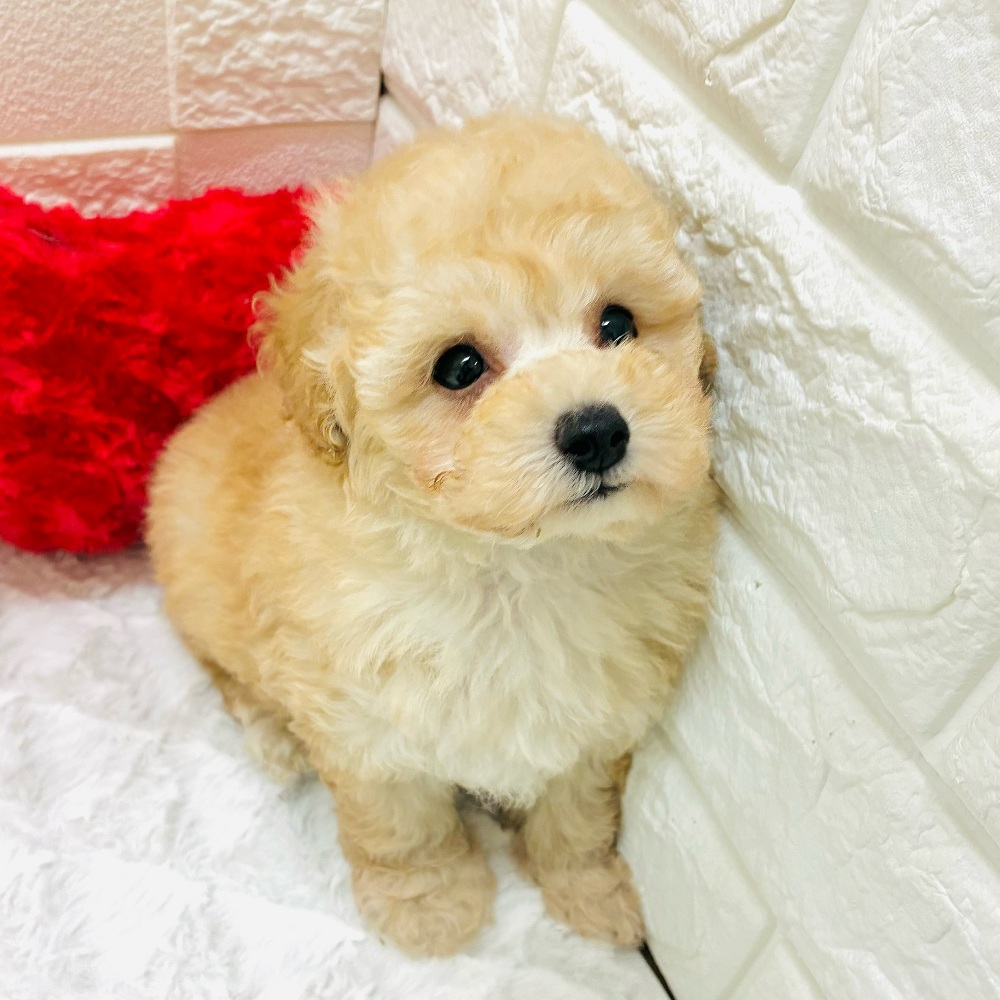 愛知県のトイプードル(トイ) (犬の家＆猫の里アミーゴ神の倉店/2026年2月3日生まれ/男の子/ペールフォーン)の子犬の4枚目の画像