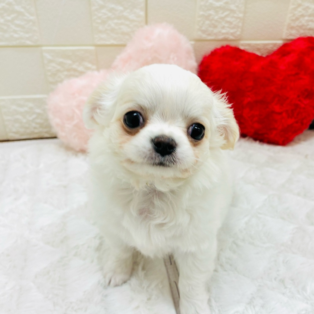 愛知県のチワワ(ロング) (犬の家＆猫の里アミーゴ神の倉店/2026年2月4日生まれ/女の子/クリームホワイト)の子犬の4枚目の画像