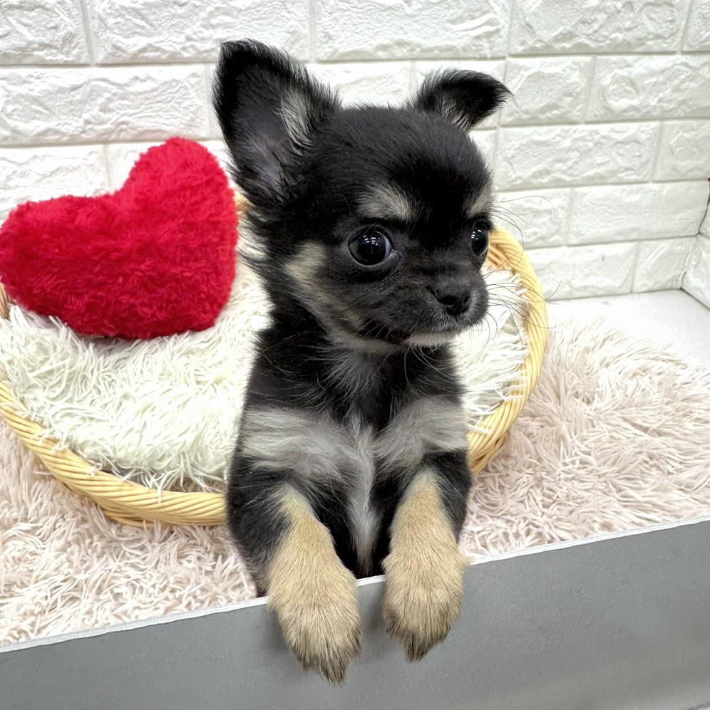 愛知県のチワワ(ロング) (犬の家＆猫の里MEGAドン・キホーテ東海名和店/2026年2月4日生まれ/女の子/ブラックタンホワイト)の子犬の4枚目の画像