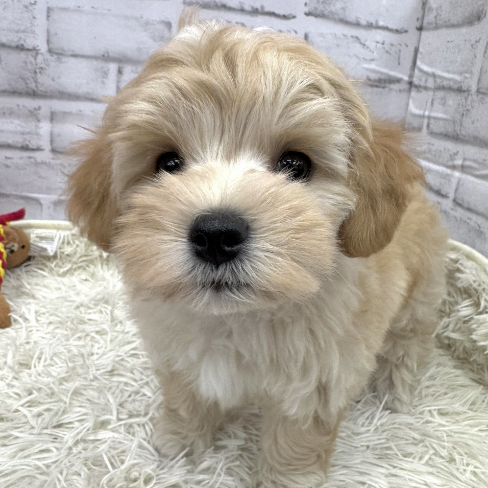 愛知県のマルプー(マルチーズ×プードル) (犬の家＆猫の里MEGAドン・キホーテ東海名和店/2026年2月7日生まれ/女の子/アプリコットホワイト)の子犬の4枚目の画像