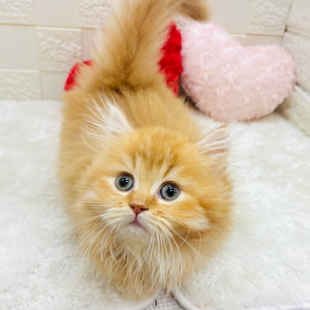 愛知県のミヌエット (犬の家＆猫の里アミーゴ神の倉店/2026年2月8日生まれ/男の子/レッドタビーホワイト)の子猫の4枚目の画像