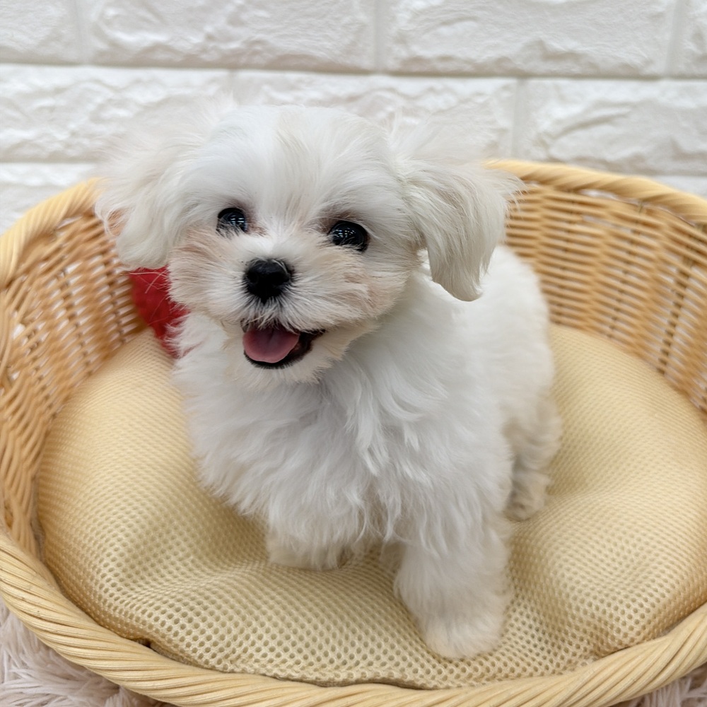 愛知県のマルチーズ (犬の家＆猫の里MEGAドン・キホーテ東海名和店/2026年2月16日生まれ/女の子/ホワイト)の子犬の4枚目の画像