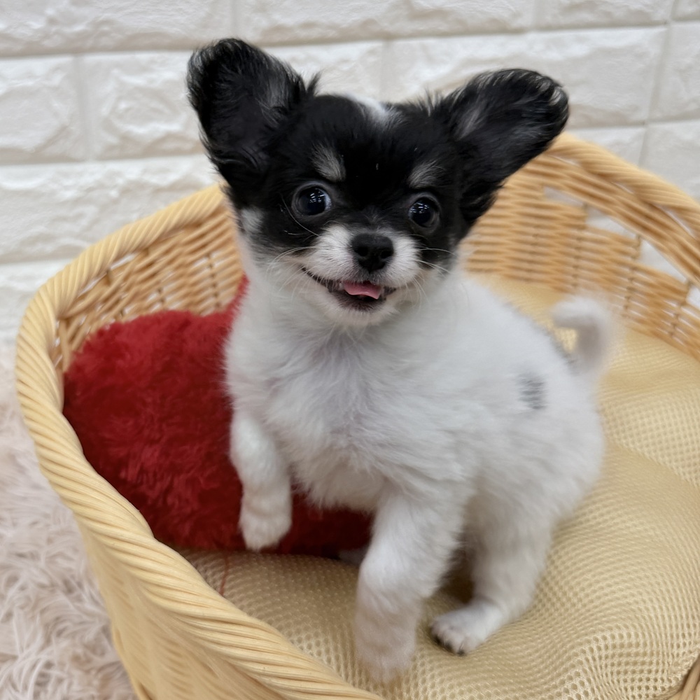 愛知県のチワワ(ロング) (犬の家＆猫の里MEGAドン・キホーテ東海名和店/2026年2月22日生まれ/女の子/ホワイトブラックタン)の子犬の4枚目の画像