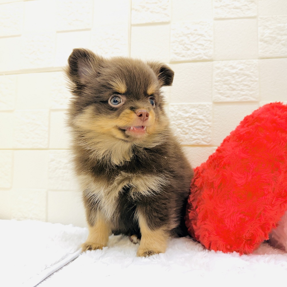 愛知県のポメチワ/チワポメ/ポメチー(ポメラニアン×チワワ) (犬の家＆猫の里アミーゴ神の倉店/2026年2月26日生まれ/女の子/チョコレートタン)の子犬の4枚目の画像