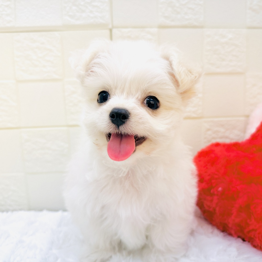 愛知県のチワマル/マルチワ(チワワ×マルチーズ) (犬の家＆猫の里アミーゴ神の倉店/2026年2月27日生まれ/男の子/クリームホワイト)の子犬の4枚目の画像