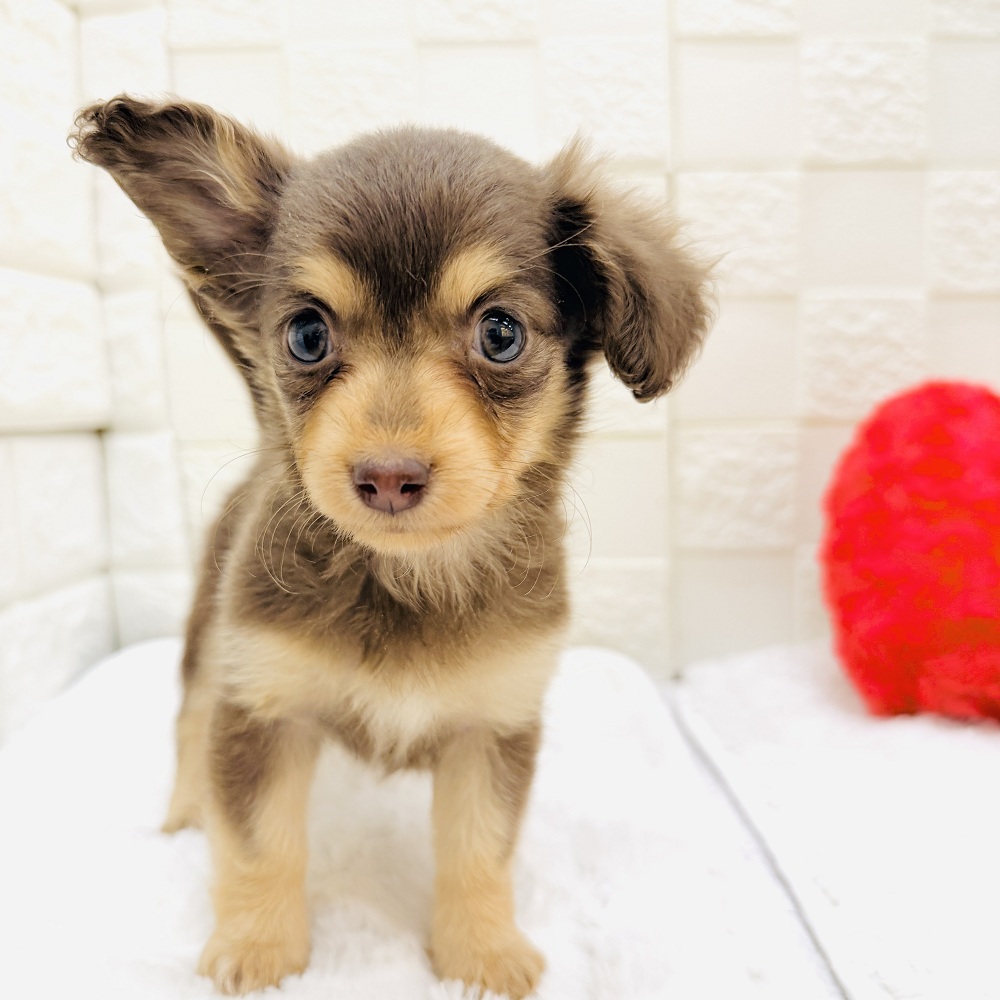 愛知県のチワックス(チワワ×ダックス) (犬の家＆猫の里アミーゴ神の倉店/2026年3月1日生まれ/女の子/チョコレートタン)の子犬の4枚目の画像