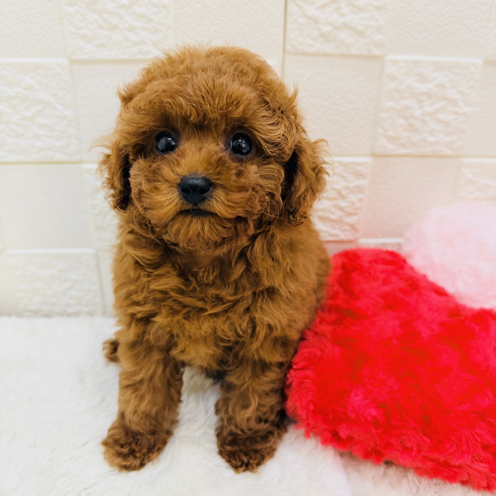 愛知県のトイプードル(トイ) (犬の家＆猫の里アミーゴ神の倉店/2026年2月27日生まれ/女の子/レッド)の子犬の4枚目の画像