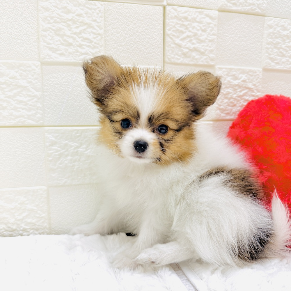 愛知県のパピヨン (犬の家＆猫の里アミーゴ神の倉店/2026年2月23日生まれ/女の子/ホワイトブラウン)の子犬の4枚目の画像