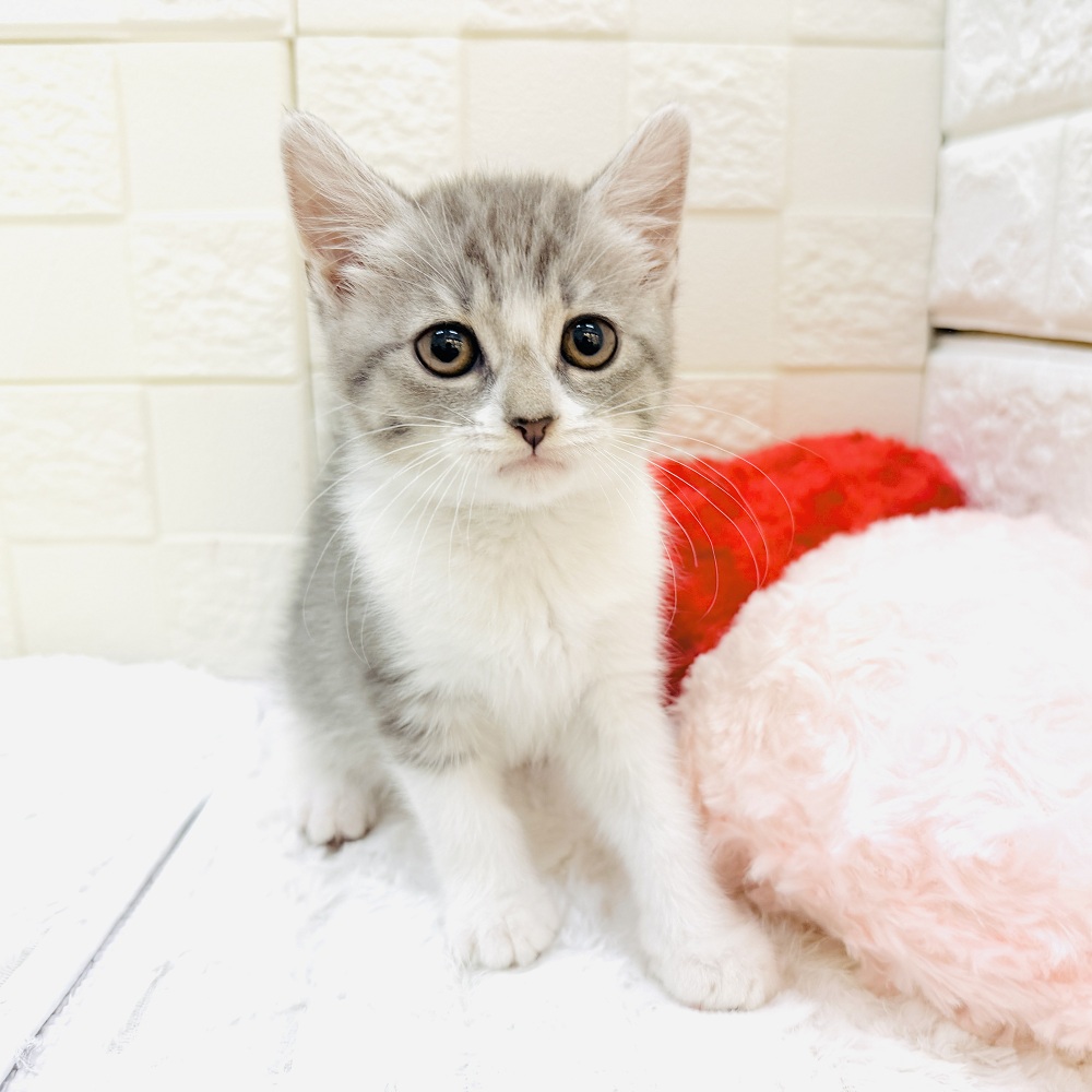 マンチカン女の子の写真