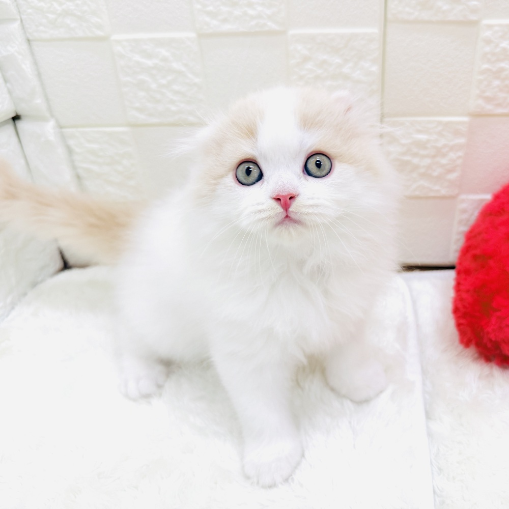 愛知県のスコティッシュフォールド (犬の家＆猫の里アミーゴ神の倉店/2026年3月4日生まれ/男の子/クリームタビーホワイト)の子猫の1枚目の画像