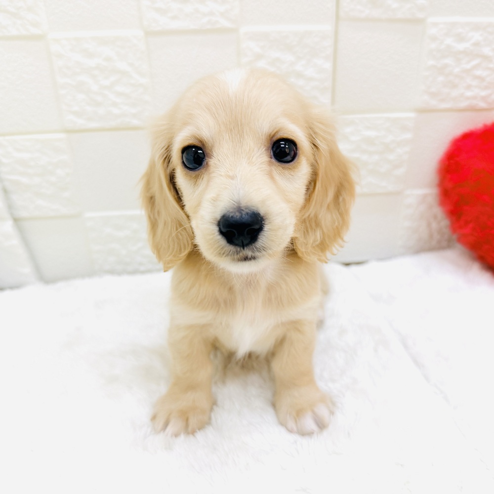 愛知県のミニチュアダックスフンド(ロング) (犬の家＆猫の里アミーゴ神の倉店/2026年3月6日生まれ/女の子/イエロー)の子犬の1枚目の画像