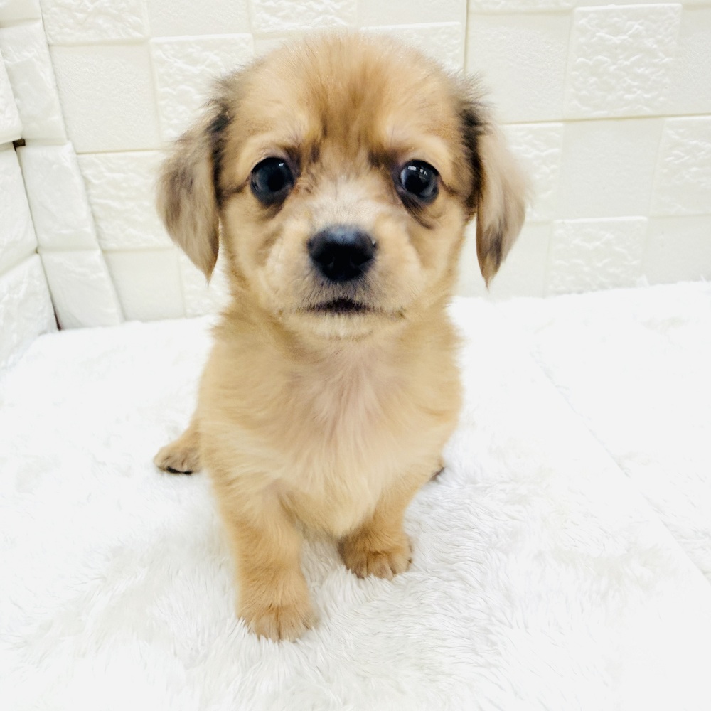 愛知県のチワックス(チワワ×ダックス) (犬の家＆猫の里アミーゴ神の倉店/2026年3月8日生まれ/男の子/レッドマール)の子犬の4枚目の画像