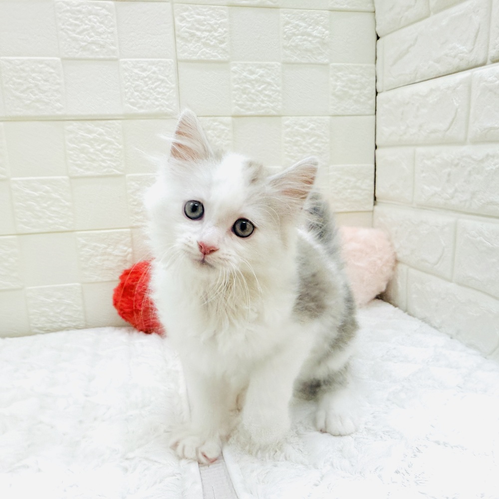 愛知県のマンチカン (犬の家＆猫の里アミーゴ神の倉店/2026年3月19日生まれ/男の子/シルバータビーホワイト)の子猫の4枚目の画像
