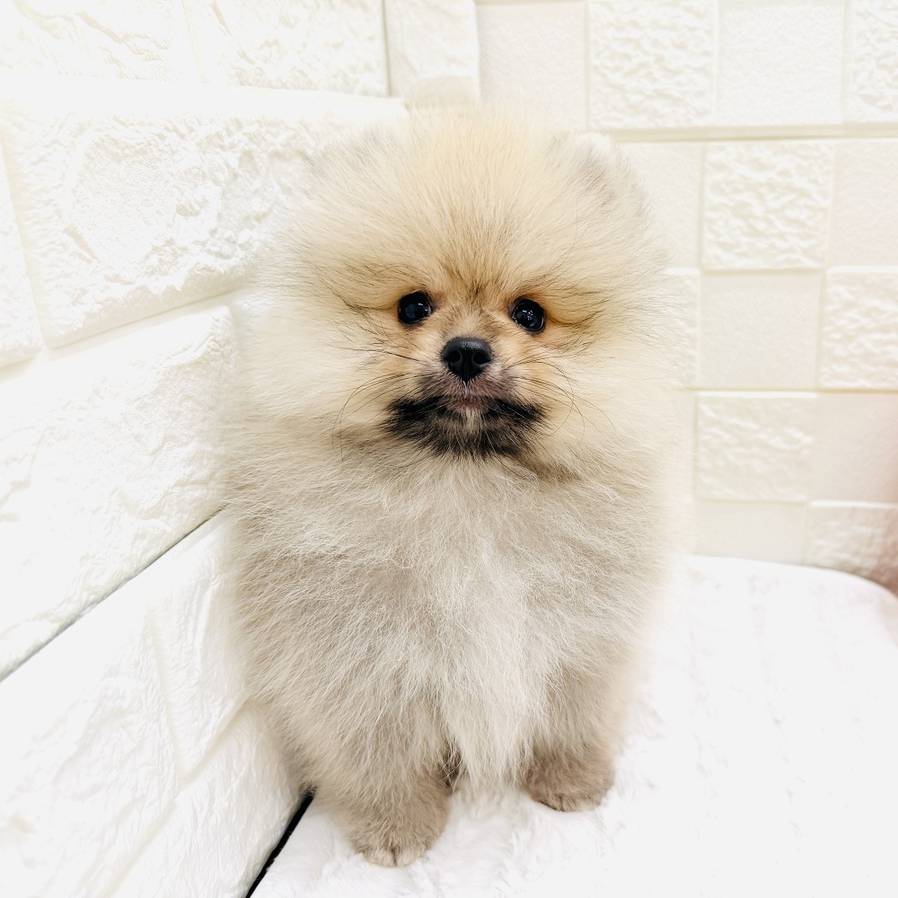 愛知県のポメラニアン (犬の家＆猫の里アミーゴ神の倉店/2026年3月22日生まれ/男の子/ウルフセーブル)の子犬の1枚目の画像