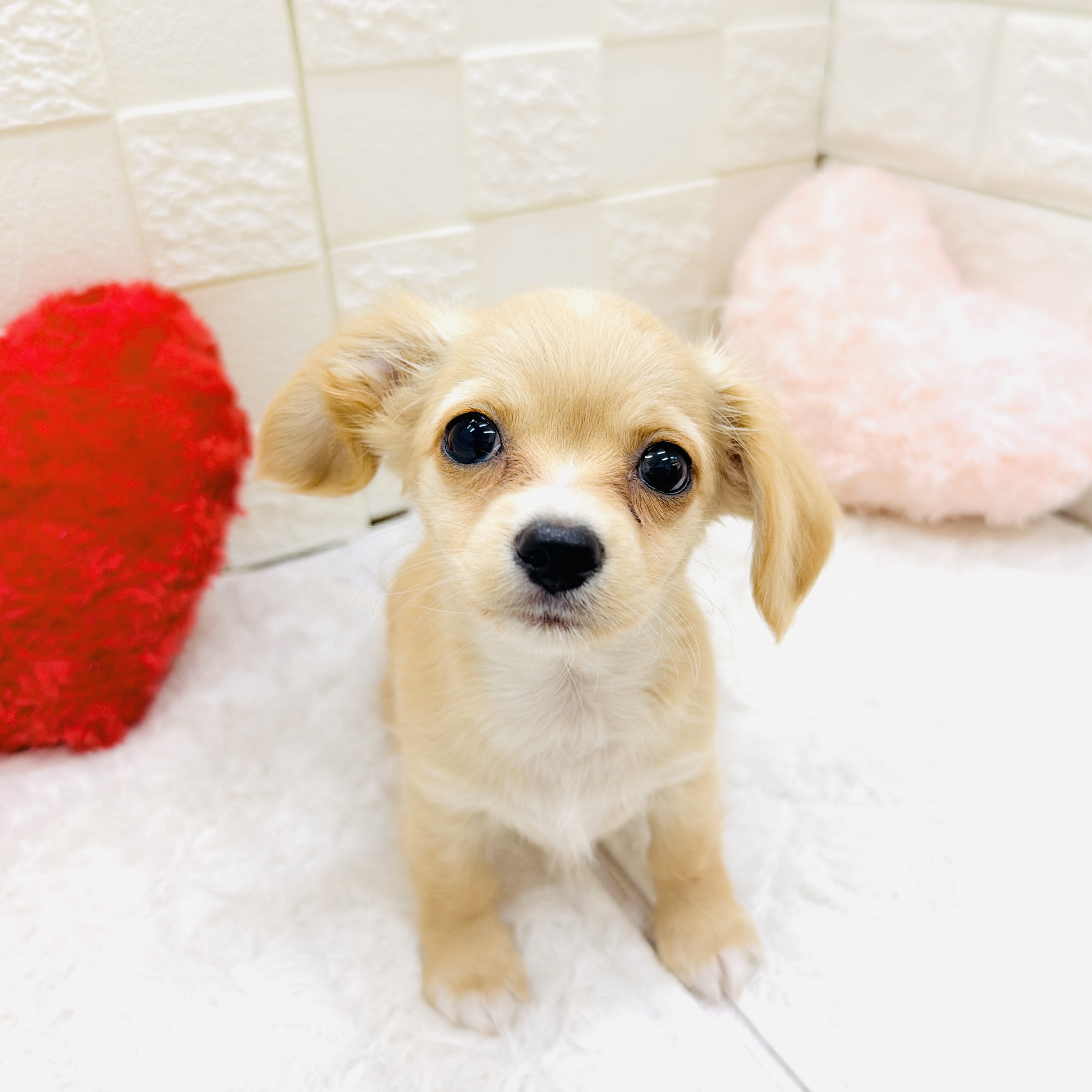 愛知県のチワックス(チワワ×ダックス) (犬の家＆猫の里アミーゴ神の倉店/2026年5月1日生まれ/男の子/クリームホワイト)の子犬の4枚目の画像