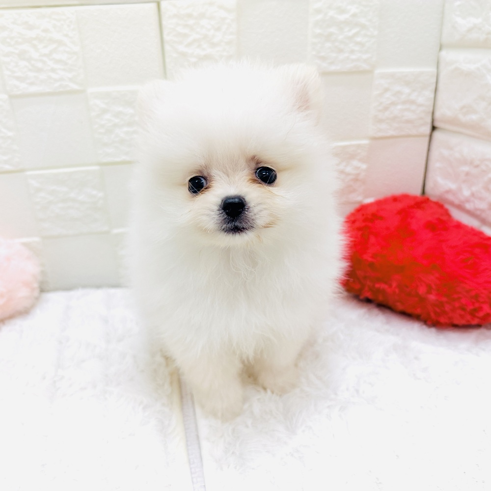 愛知県のポメラニアン (犬の家＆猫の里アミーゴ神の倉店/2026年5月5日生まれ/男の子/ホワイト)の子犬の4枚目の画像