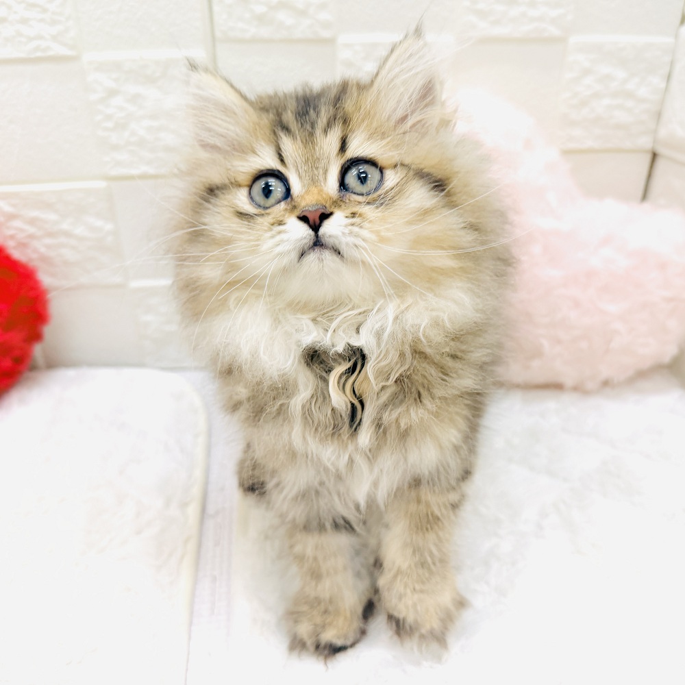 愛知県のペルシャ (犬の家＆猫の里アミーゴ神の倉店/2026年5月17日生まれ/女の子/シェーデットゴールデン)の子猫の4枚目の画像