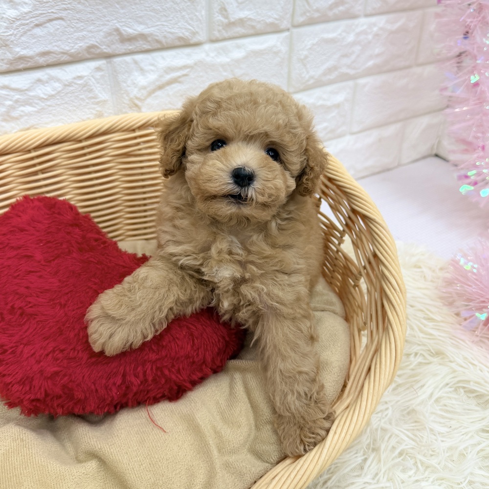 愛知県のトイプードル(トイ) (犬の家＆猫の里MEGAドン・キホーテ東海名和店/2026年5月18日生まれ/女の子/オレンジフォーン)の子犬の4枚目の画像