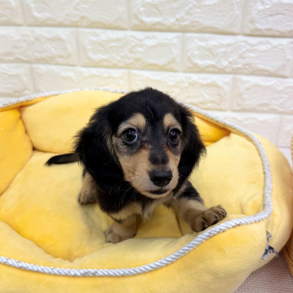愛知県のミニチュアダックスフンド(ロング) (犬の家＆猫の里MEGAドン・キホーテ東海名和店/2026年5月26日生まれ/男の子/ブラッククリーム)の子犬の4枚目の画像