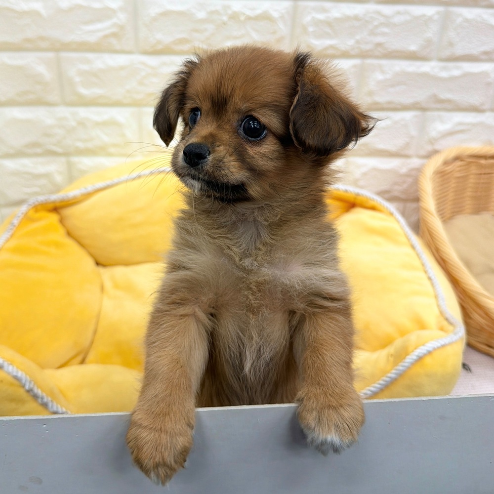 愛知県のハーフ犬・ミックス犬 (犬の家＆猫の里MEGAドン・キホーテ東海名和店/2026年5月30日生まれ/女の子/フォーンホワイト)の子犬の4枚目の画像