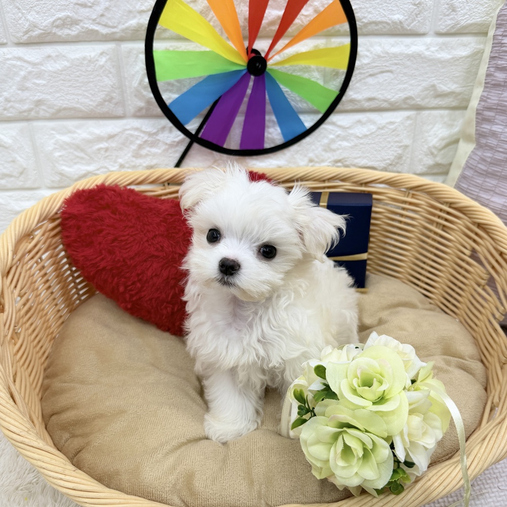 愛知県のマルチーズ (犬の家＆猫の里MEGAドン・キホーテ東海名和店/2026年6月6日生まれ/男の子/ホワイト)の子犬の4枚目の画像