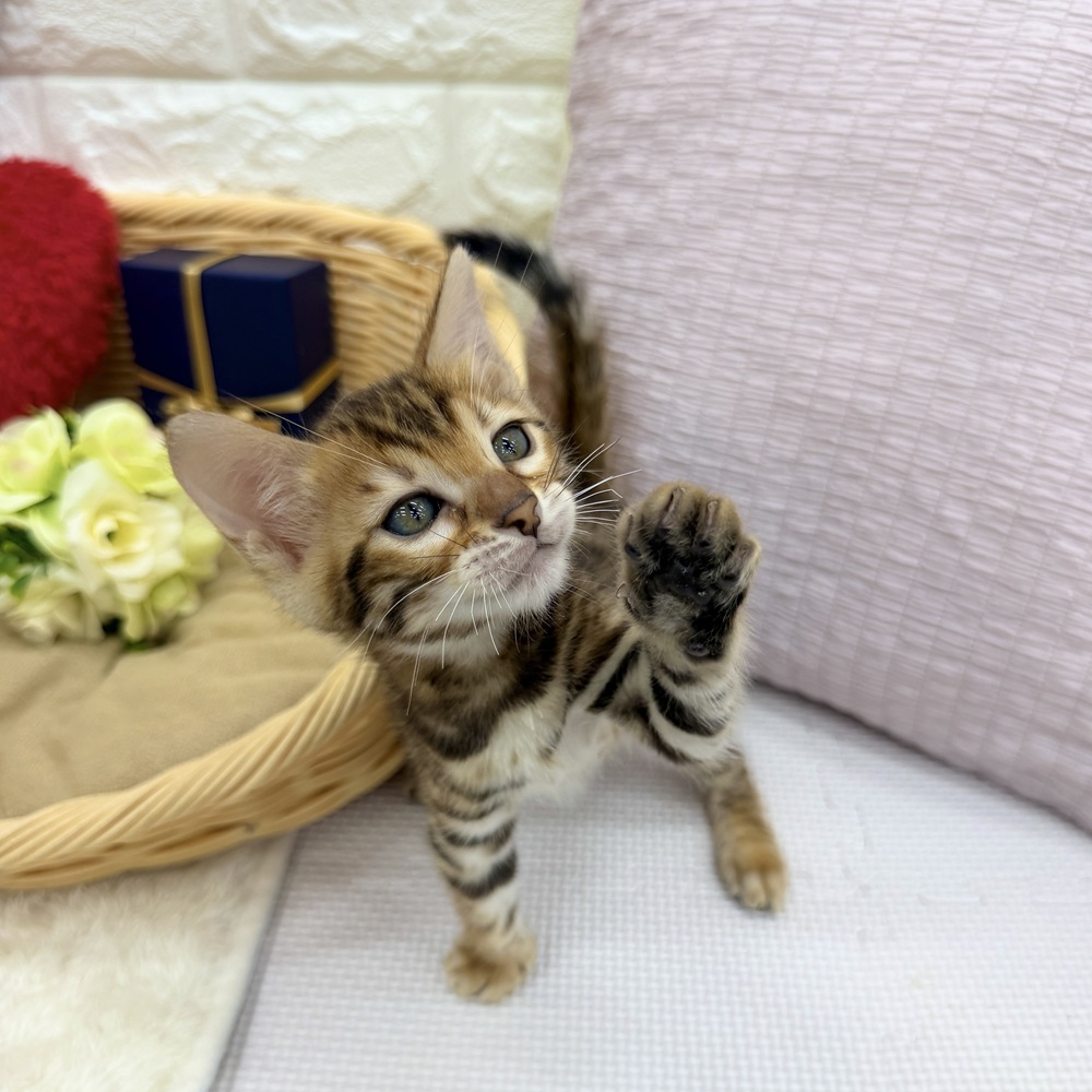 愛知県のベンガル (犬の家＆猫の里MEGAドン・キホーテ東海名和店/2026年6月10日生まれ/男の子/ブラウンスポットタビー)の子猫の4枚目の画像