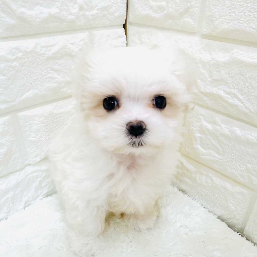 愛知県のマルチーズ (犬の家＆猫の里アミーゴ神の倉店/2026年6月13日生まれ/女の子/ホワイト)の子犬の4枚目の画像