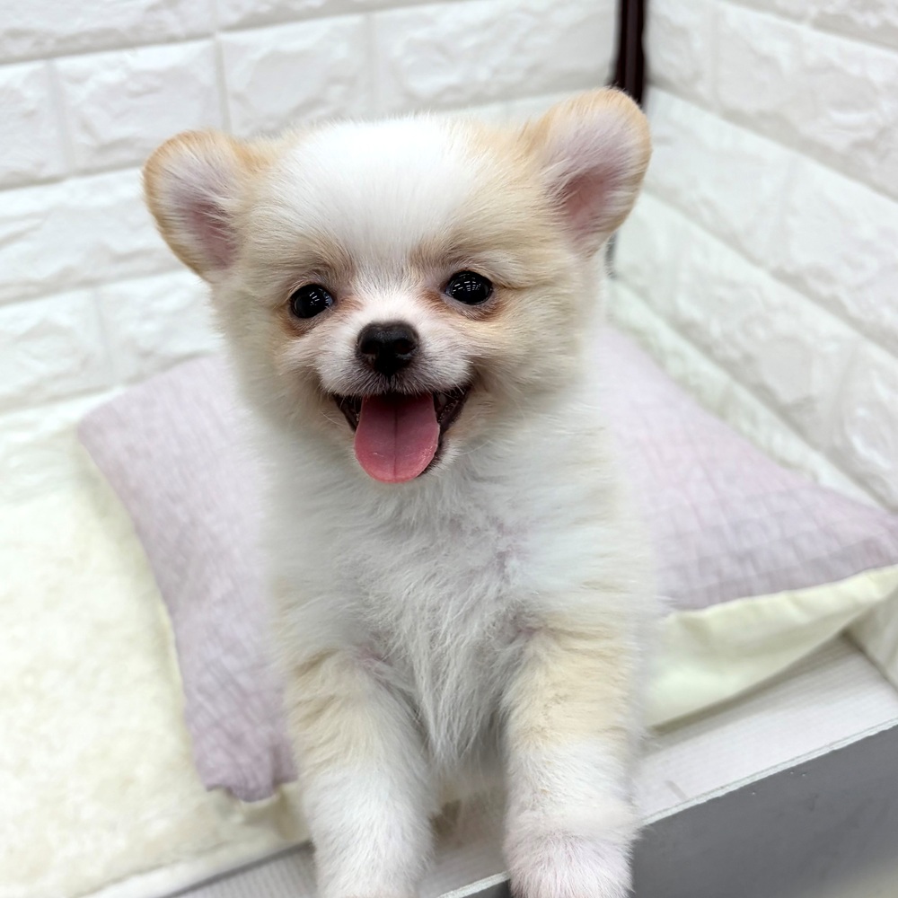愛知県のポメチワ/チワポメ/ポメチー(ポメラニアン×チワワ) (犬の家＆猫の里MEGAドン・キホーテ東海名和店/2026年7月16日生まれ/男の子/クリームホワイト)の子犬の4枚目の画像