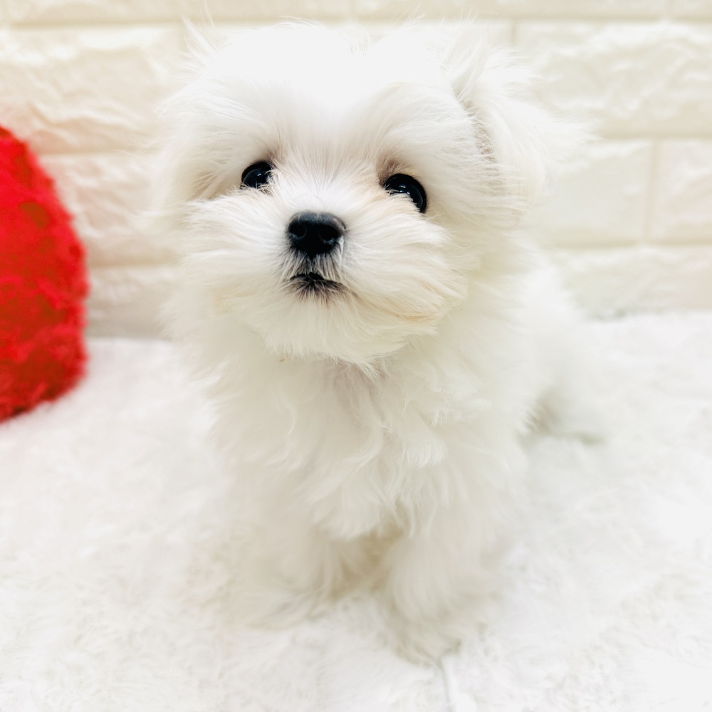 愛知県のマルチーズ (犬の家＆猫の里アミーゴ神の倉店/2026年7月19日生まれ/女の子/ホワイト)の子犬の4枚目の画像