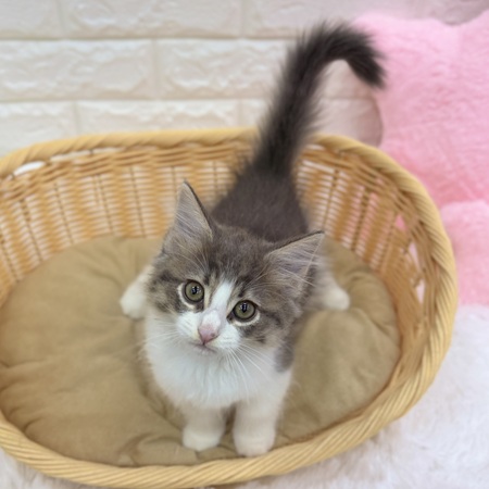 愛知県のノルウェージャンフォレストキャット (犬の家＆猫の里MEGAドン・キホーテ東海名和店/2026年8月8日生まれ/女の子/ブルータビーホワイト)の子猫の1枚目の画像