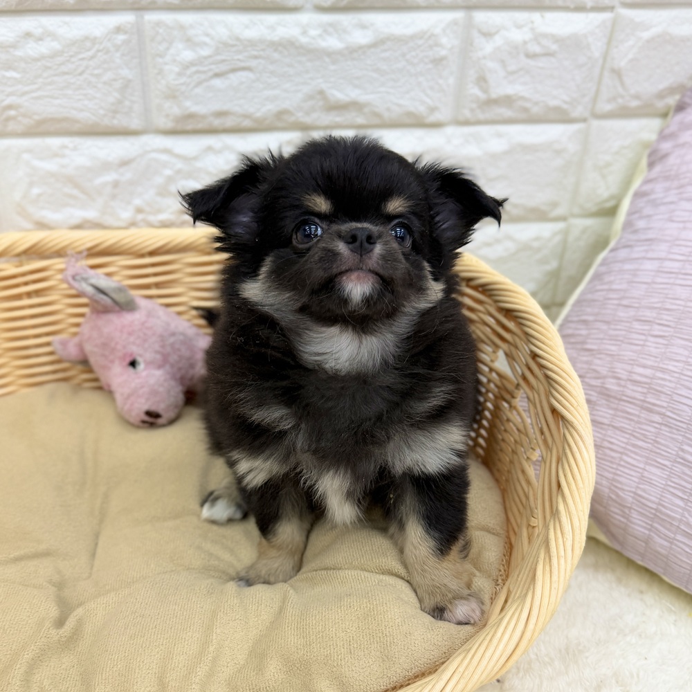 愛知県のチワワ(ロング) (犬の家＆猫の里MEGAドン・キホーテ東海名和店/2026年8月5日生まれ/男の子/ブラックタン)の子犬の4枚目の画像