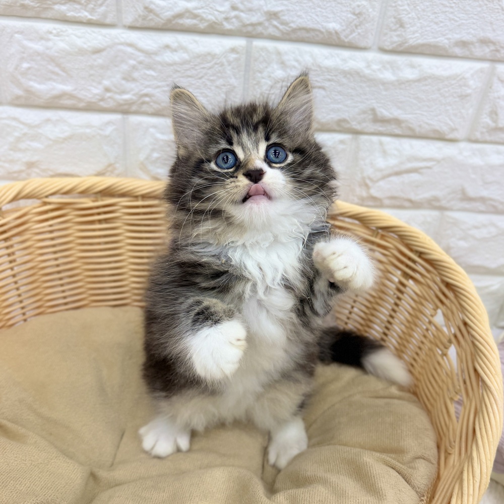 愛知県のノルウェージャンフォレストキャット (犬の家＆猫の里MEGAドン・キホーテ東海名和店/2026年8月5日生まれ/男の子/ブラウンタビーホワイト)の子猫の4枚目の画像