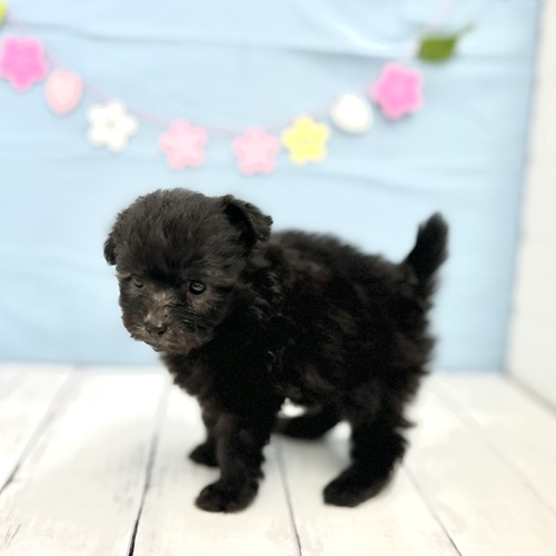 愛知県のポメプー(ポメラニアン×プードル) (犬の家＆猫の里豊川インター店/2025年3月16日生まれ/男の子/シルバー)の子犬の4枚目の画像