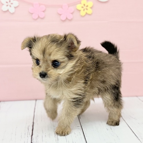 愛知県のポメキー(ポメラニアン×ヨークシャーテリア) (犬の家＆猫の里豊川インター店/2025年3月18日生まれ/女の子/オレンジマール)の子犬の4枚目の画像