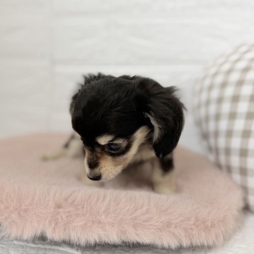 愛知県のチワックス(チワワ×ダックス) (犬の家＆猫の里豊川インター店/2025年9月28日生まれ/女の子/ブラッククリーム)の子犬の4枚目の画像