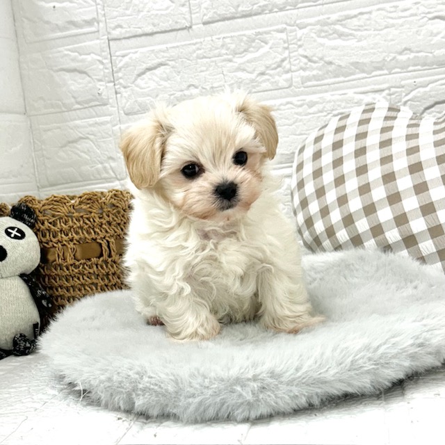 愛知県のマルプー(マルチーズ×プードル) (犬の家＆猫の里豊川インター店/2025年12月6日生まれ/男の子/クリーム)の子犬の4枚目の画像