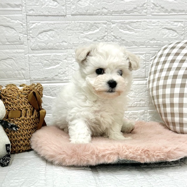 愛知県のビションフリーゼ (犬の家＆猫の里豊川インター店/2025年12月8日生まれ/女の子/ホワイト)の子犬の4枚目の画像